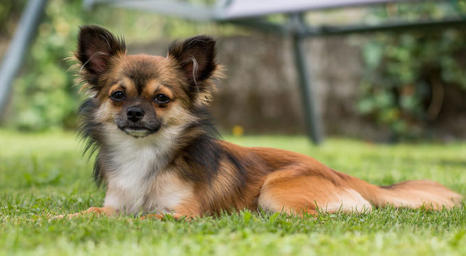 Improve Your Chihuahua’s Skin & Coat With This One Simple Hack