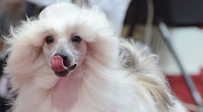 Improve Your Chinese Crested’s Skin & Coat With This One Simple Hack