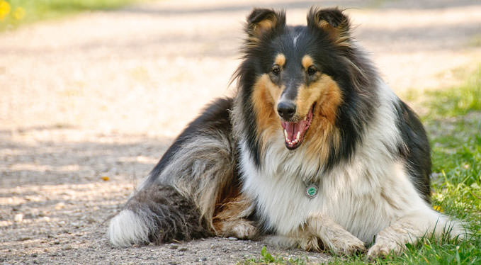 Improve Your Collie’s Skin & Coat With This One Simple Hack