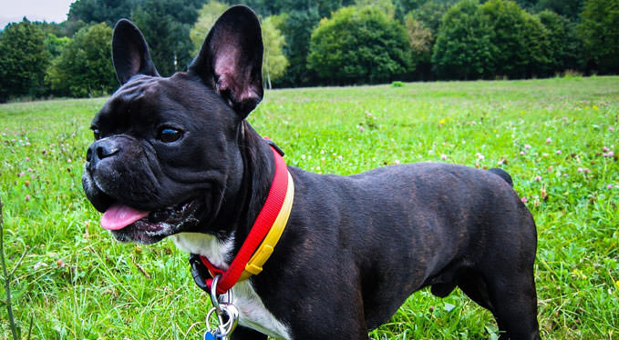Best Skinny French Bulldog of the decade Learn more here | bulldogs