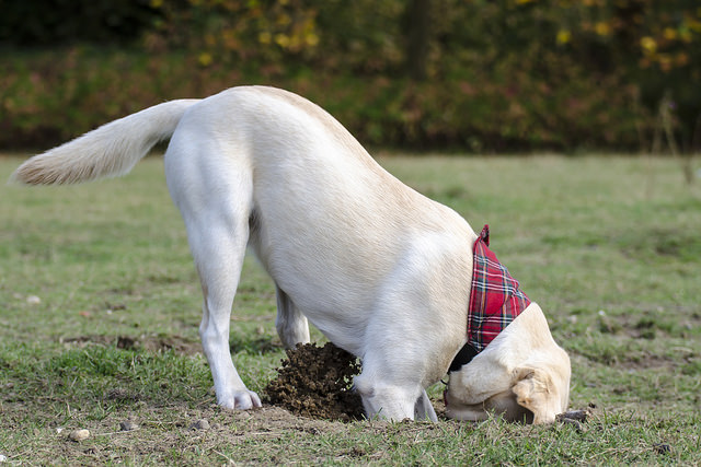 4 Tips To Get Your Lab To Stop Digging