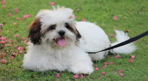 PetWireDaily — Improve Your Lhasa Apso’s Skin & Coat With This One Simple Hack