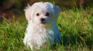 PetWireDaily — Improve Your Maltese’s Skin & Coat With This One Simple Hack