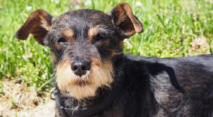 PetWireDaily — Improve Your Miniature Pinscher’s Skin & Coat With This One Simple Hack