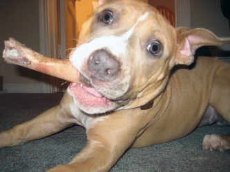 best chew for pitbull