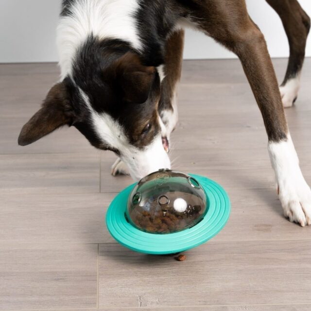 8 Reasons Why Your Dog Should Try An Interactive Puzzle Toy