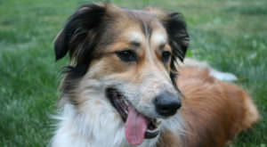 PetWireDaily — Improve Your Australian Shepherd’s Skin & Coat With This One Simple Hack