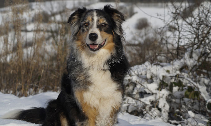 The Trendy New Kind of Dog Treat Australian Shepherds Go Nuts For