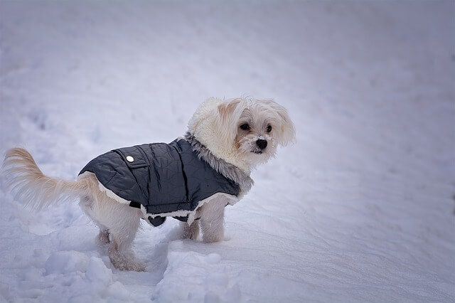 Should My Dog Wear A Coat In Winter, Should My Puppy Wear A Coat In Winter