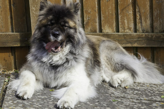 6 Natural Ways To Improve Your Dog's Coat & Reduce Shedding