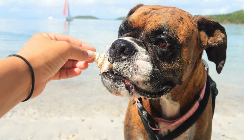 Is Your Boxer a Picky Eater? Try This Simple Hack.