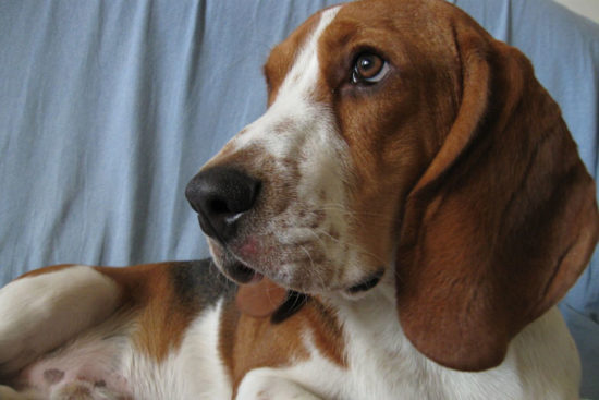 Giving This To Your Basset Hound Daily Could Help Alleviate Painful ...