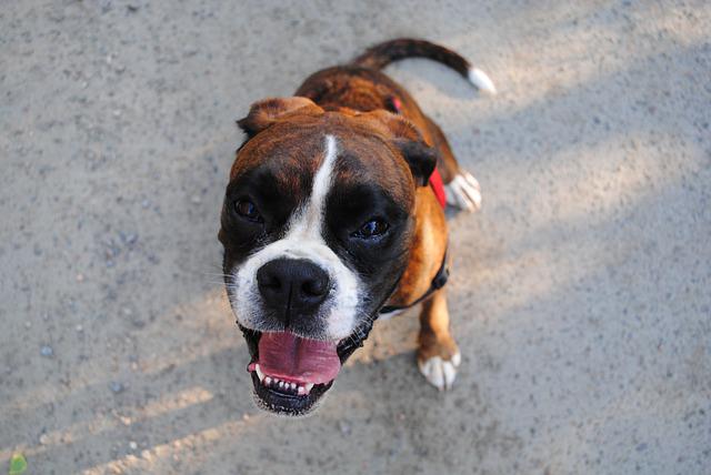 From The Vet: 3 Things Every Boxer Owner Should Know About