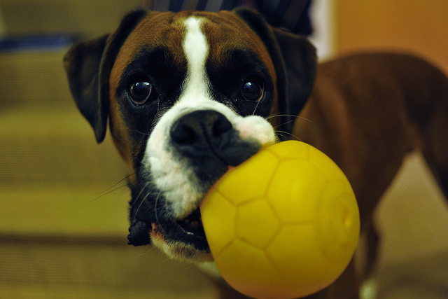 Resultado de imagen para boxer dog, playing with a ball