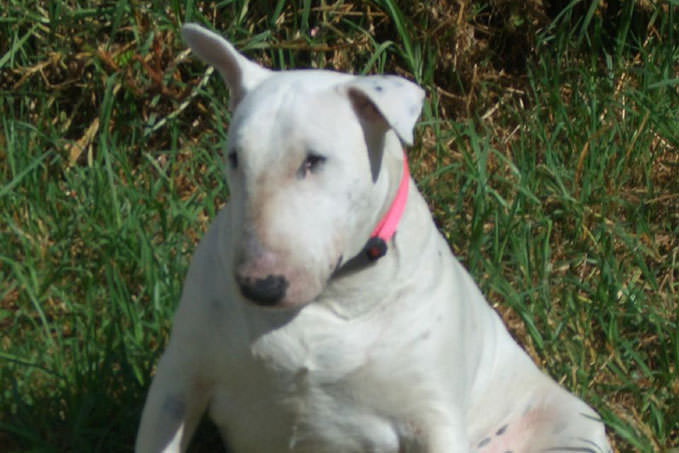 Giving This To Your Bull Terrier Daily Could Help Alleviate Painful Skin Allergies