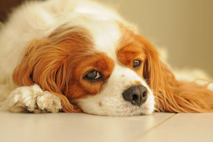 Giving This To Your Cavalier Daily Could Help Alleviate Painful Skin Allergies