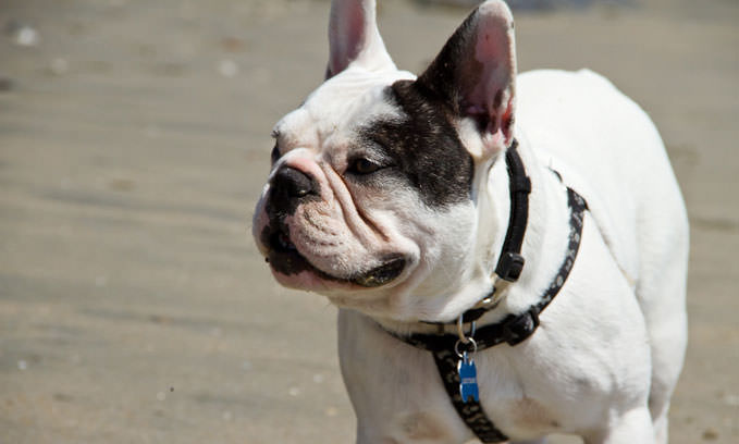 3 Amazing Ways To Honor A French Bulldog Who Passed Away