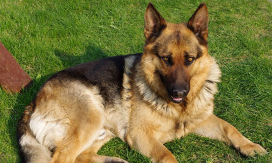 3 Amazing Ways To Honor A German Shepherd Who Passed Away