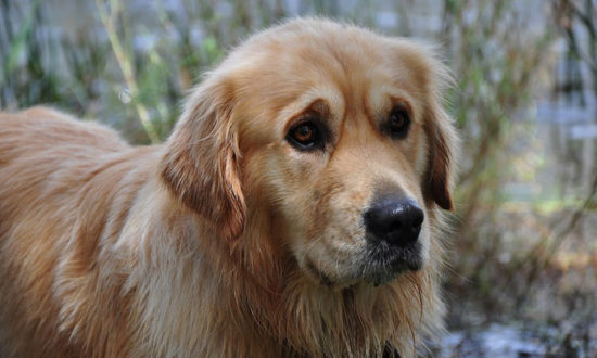 3 Amazing Ways To Honor A Golden Retriever Who Passed Away