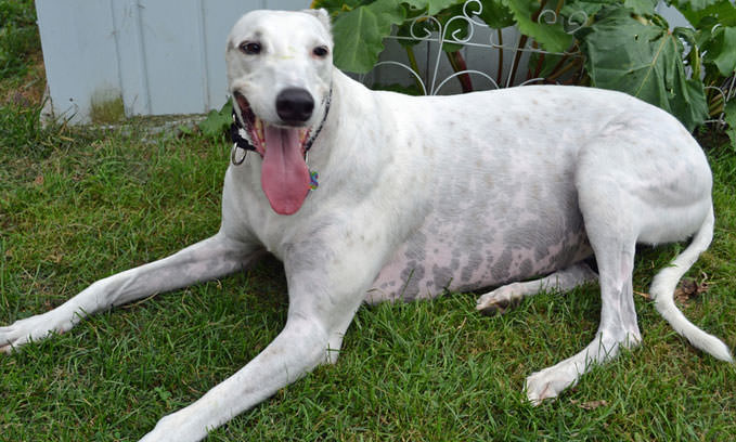 3 Amazing Ways To Honor A Greyhound Who Passed Away