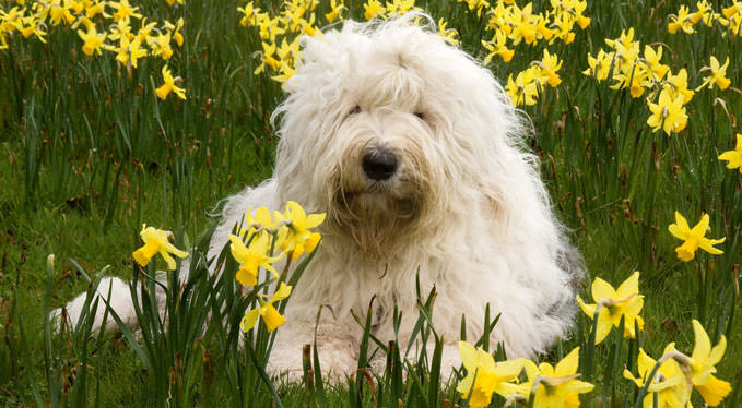 Improve Your Old English Sheepdog’s Skin & Coat With This One Simple Hack
