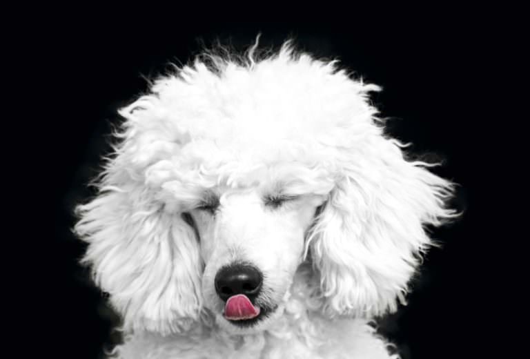 5 Signs Your Poodle Is Stressed