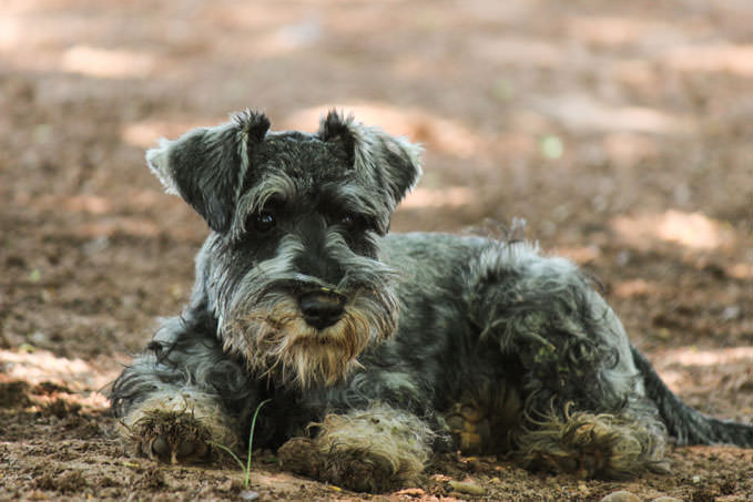 Giving This To Your Schnauzer Daily Could Help Alleviate Painful Skin Allergies