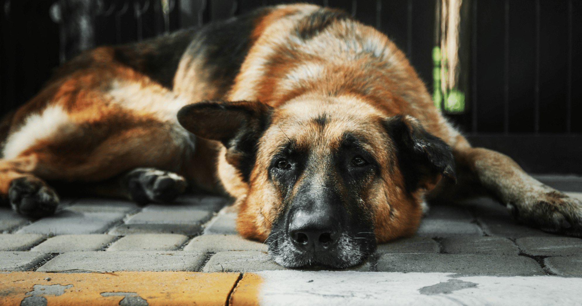 10 Natural Ways to Relieve Canine Joint Pain