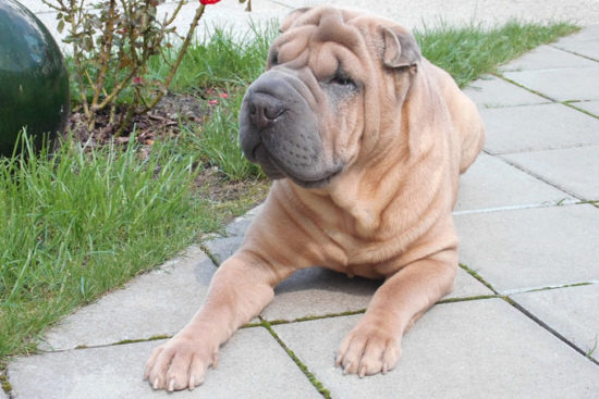 7 Wrinkly Dog Breeds That Will Steal Your Heart Whisker Therapy