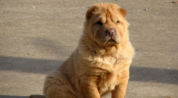 Improve Your Shar Pei’s Skin & Coat With This One Simple Hack