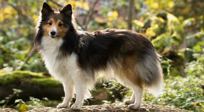 Improve Your Sheltie’s Skin & Coat With This One Simple Hack