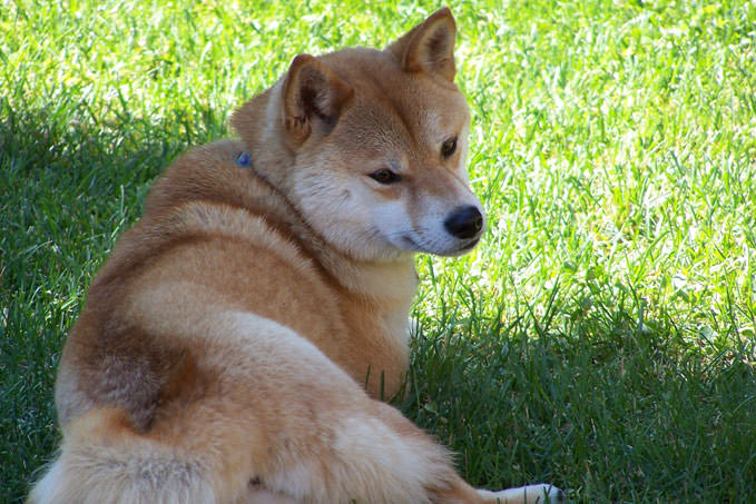 Giving This To Your Shiba Inu Daily Could Help Alleviate Painful Skin Allergies