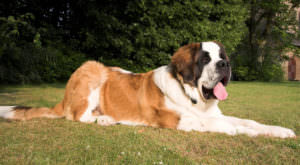 PetWireDaily — Improve Your St Bernard’s Skin & Coat With This One Simple Hack