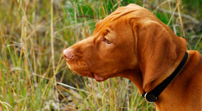 Improve Your Vizsla’s Skin & Coat With This One Simple Hack