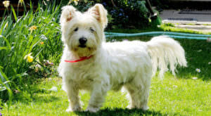 PetWireDaily — Improve Your Westie’s Skin & Coat With This One Simple Hack