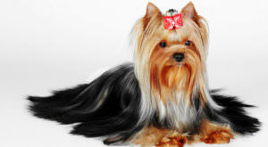 PetWireDaily — Improve Your Yorkie’s Skin & Coat With This One Simple Hack