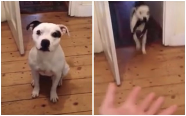 Watch This Clever Dog Fetch His Gear When It's Time For A Walk