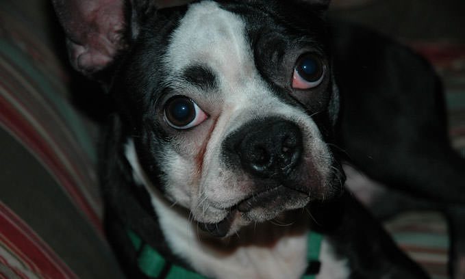 3 Amazing Ways To Honor A Boston Terrier Who Passed Away