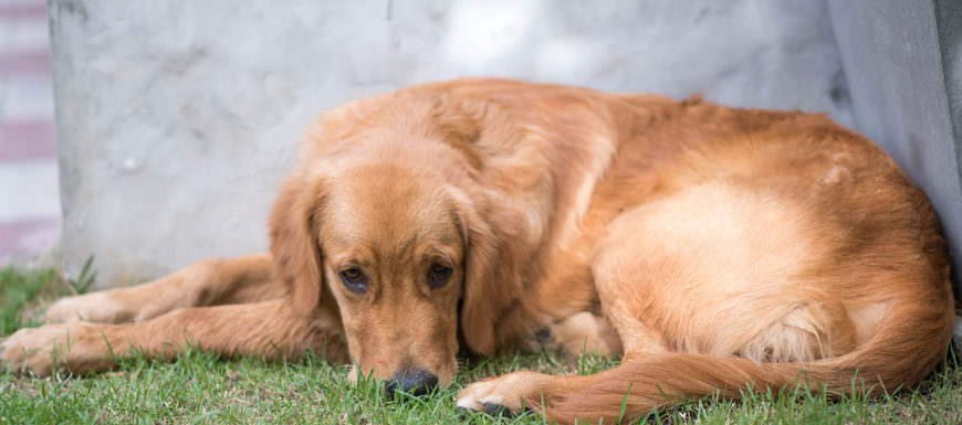 Giving This To Your Dog Daily Could Help With Painful Skin Itchiness