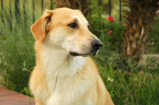 9 Dog Breeds With The Least Health Issues