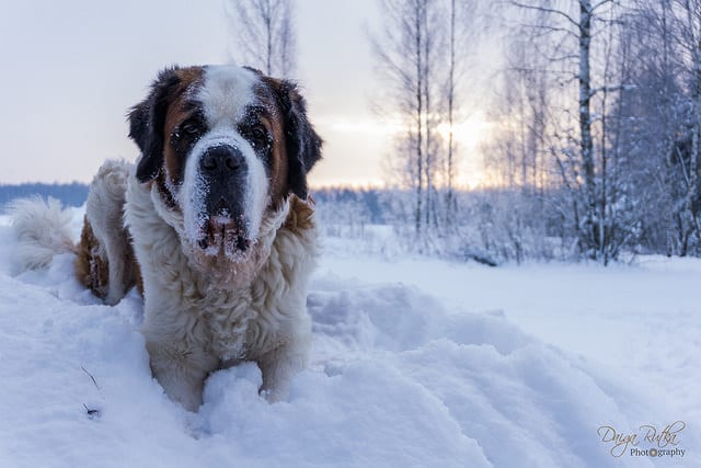 6 Dog Breeds That Love Snow Days