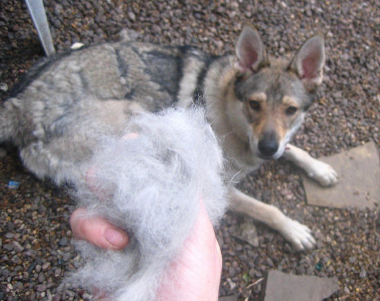 5 Tips To Minimize Dog Shedding