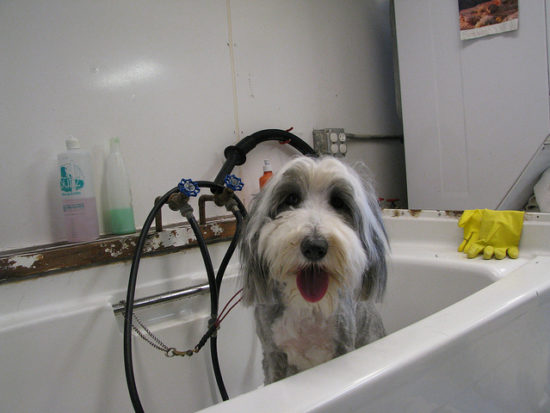 Pros And Cons Of Being A Dog Groomer – iHeartDogs.com