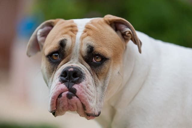 8 Dog Breeds That Like Being The Only Dog At Home