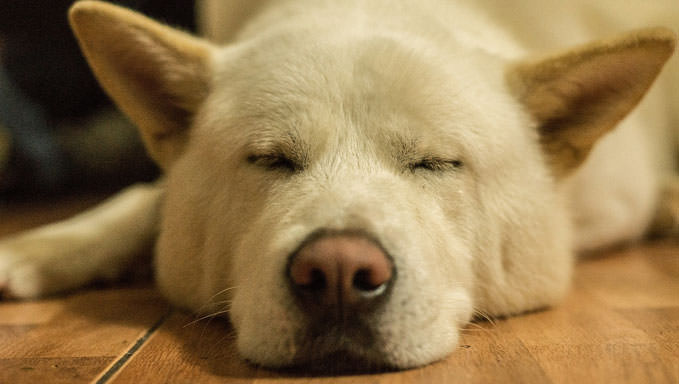 10 Natural Ways To Relieve Your Akita’s Joint Pain