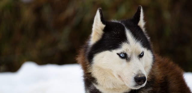 4 Things To Do When Your Husky Is Stressed
