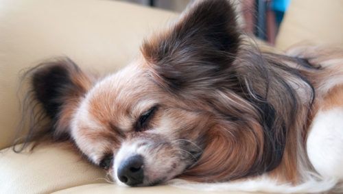 10 Natural Ways To Relieve Your Papillon's Joint Pain