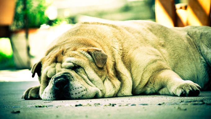 10 Natural Ways To Relieve Your Shar Pei’s Joint Pain