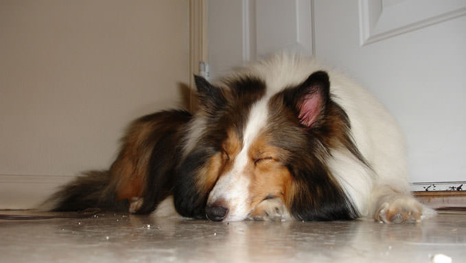 10 Natural Ways To Relieve Your Sheltie’s Joint Pain