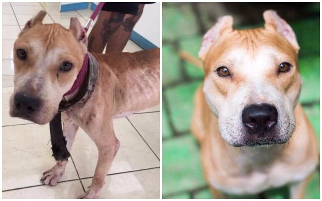 Neglected, Starving Dog Kept As “Status Symbol” Finally Learns What It’s Like To Be Loved